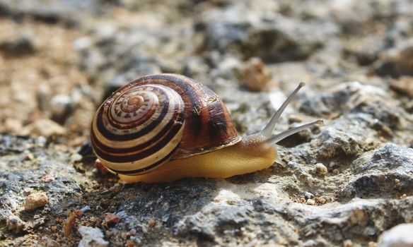 Snail with brown and white shell, pictured close-up on the ground, crawling on a rural path