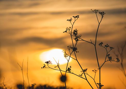 Dried plant with flowers silhouetted against the setting sun in a golden sky