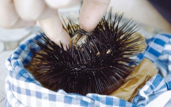 A single black sea urchin being prepared for cooking in the kitchen