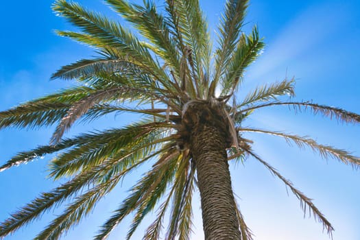 A single palm tree against a clear blue sky with the sun's rays coming through the leaves