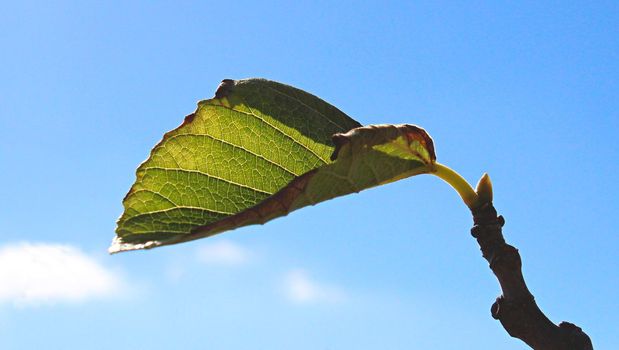 Green leaf shoot on a tree branch against a blue sky background