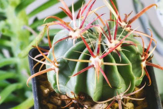 Ferocactus latispinus - a species of barrel cactus native to Mexico