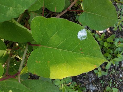 white bird poop or excrement on green leaf in forest or woods