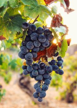 A bunch of black purple grapes hanging from a vine with the glowing light of the setting Mediterranean sun in the background
