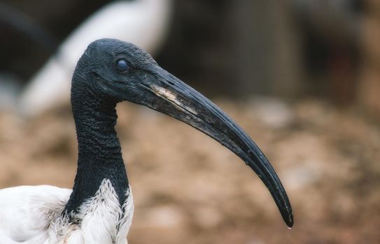 African sacred ibis long billed bird