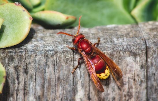 Close-up of a red Oriental hornet (Vespa orientalis)