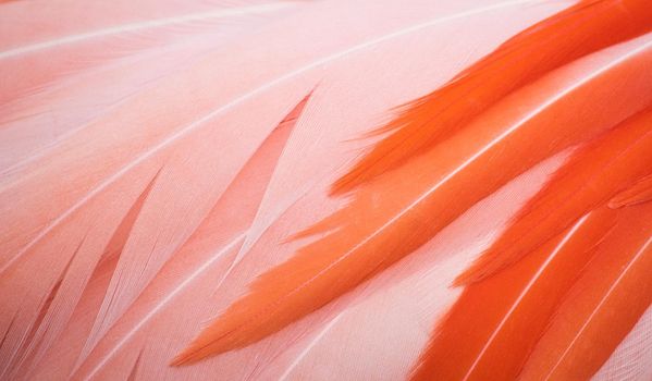 Beautiful close-up of pink and orange flamingo feathers forming a full-frame texture background