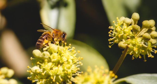 Close-up of European honey bee (Apis Mellifera) sitting on a flower in the wild collecting pollen
