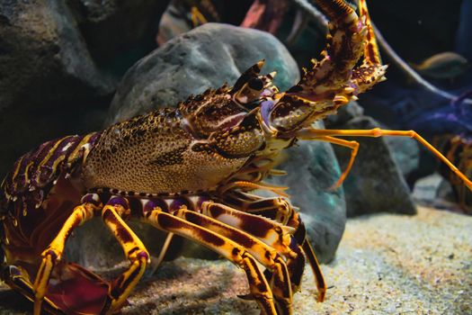 Closeup portrait of a European spiny lobster in a tank in an aquarium