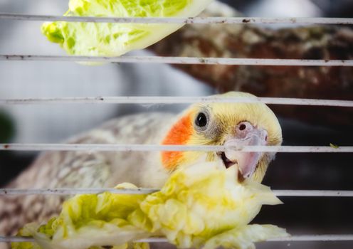 Cockatiel (Nymphicus hollandicus) in a cage nibbling on a piece of lettuce through the bars
