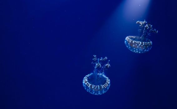 A pair of white spotted jellyfish floating in blue water with a spotlight shining down from above