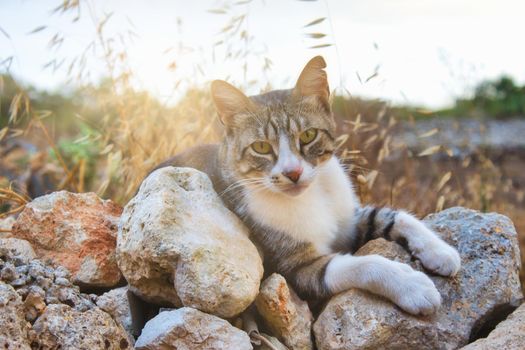 Cute tabby cat looking at the camera resting on rocks in the countryside with the sun's rays in the background