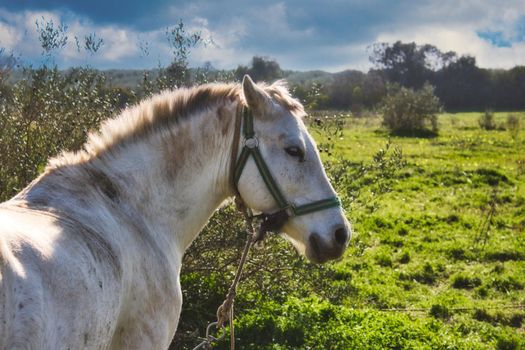 A white / grey horse tied with a rope in a field with olive trees under a blue, cloudy sky