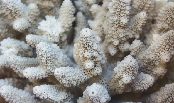 Close up of white coral reef