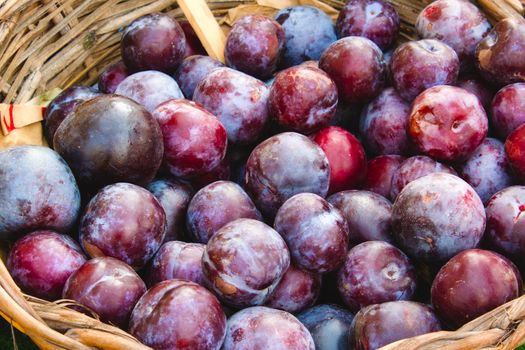 Ripe plums in a wicker basket for sale at a farmer's market
