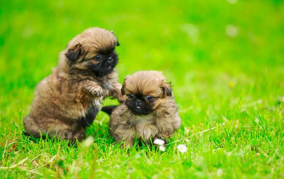 Pekingese puppies are playing on the lawn