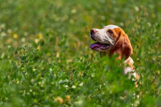 beagle dog sitting in the grass