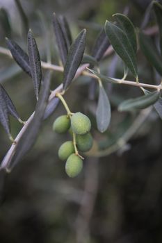 Olive bush. Fruits of green olives on a bush. Close-up