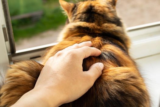 Ginger cat lies and looks out the window close up