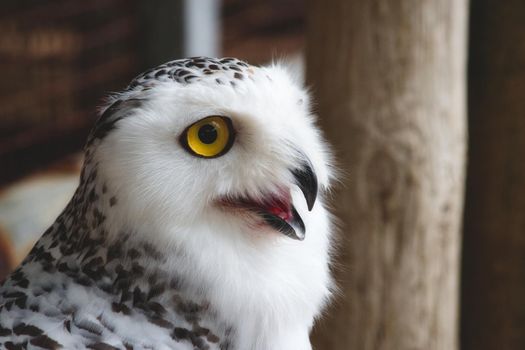 Close-up of a snowy owl (Bubo scandiacus) with big yellow eye and open beak