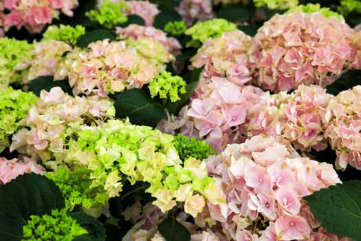 Colorful Hydrangea flowers in the garden under the sun