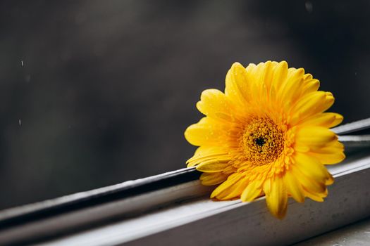 Close up photo of a yellow gerbera flower on a window in daylight. Natural banner with flowers. flower on a dark gray background with rain. Major trend concept with copy space