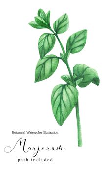 Marjoram green stem branch. Botanical watercolor illustration, path included