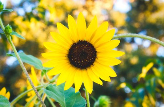Big open sunflower with yellow petals in a perfect circle outdoors in the countryside