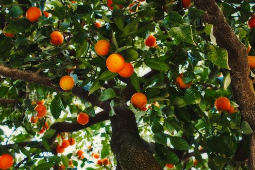 Close-up of orange tree in Seville bearing ripe fruit shot from a low angle looking up