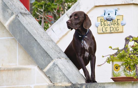 Chocolate labrador retriever dog guarding its owner's home with a "beware of dog" sign on the wall