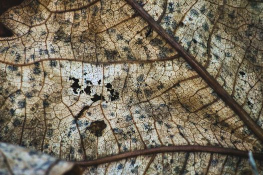 Close-up macro texture shot of dried leaf from a teak tree with autumn colors