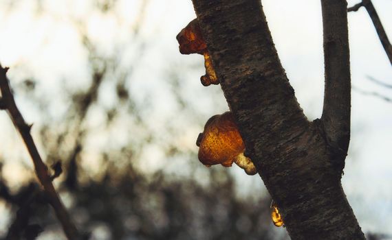 Yellow resin tree sap dripping from a branch