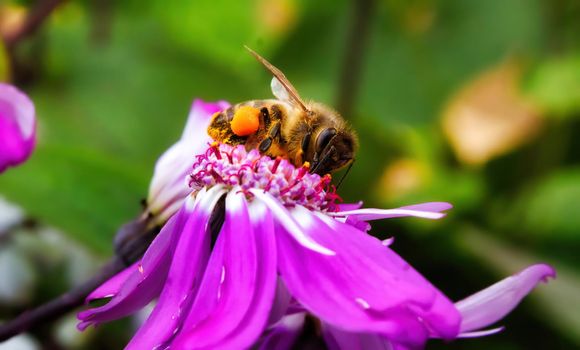 Bee collecting nectar covered in pollen on a purple flower against a green background