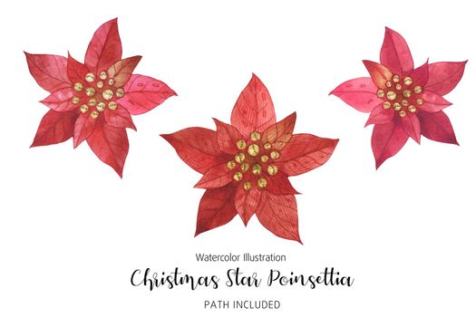 Poinsettia Red Christmas Star Flowers, watercolor hand-made illustration