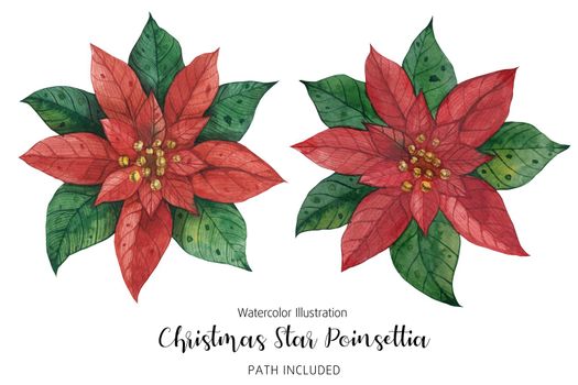 Poinsettia Red Green Christmas Star Flowers, watercolor hand-made illustration