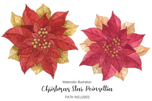 Poinsettia Red Gold Christmas Star Flowers, watercolor hand-made illustration