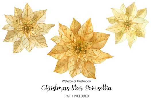 Poinsettia Gold Christmas Star Flowers, watercolor hand-made illustration