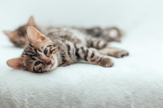 Cute bengal one month old kitten on the white fury blanket close-up.