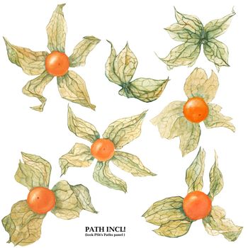 Botanical Watercolor Isolated Physalis. Path included