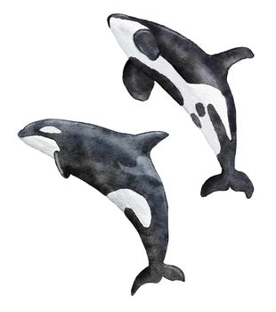 Watercolor hand drawn illustration of killer whale orca, marine endangered species, sea ocean wildlife. White black whale ecology environment