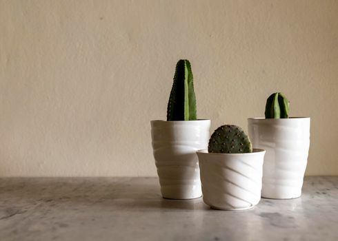 Purple opuntia, blue myrtle and stenocereus marginatus cactus potted in a beautiful ceramic pots