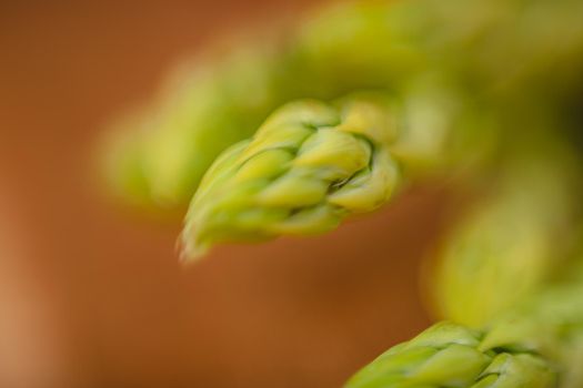 branches of fresh green asparagus on a wooden board, brown background, top view. Basic trend concept with copy space.