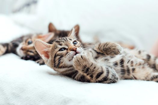 Cute bengal one month old kitten on the white fury blanket close-up.