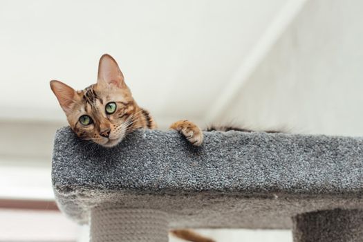 Young cute bengal cat laying on a soft cat's shelf of a cat's house indoors.