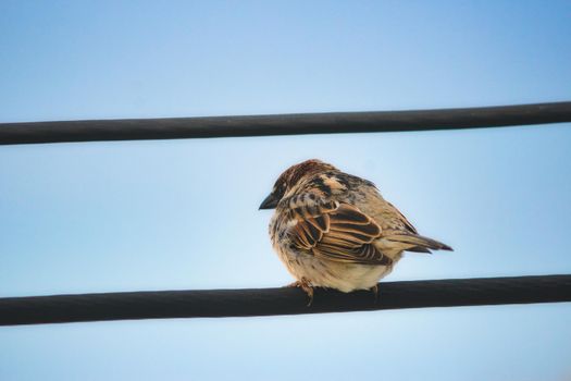 House sparrow sitting on a wire against a blue sky background