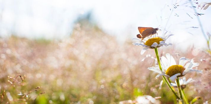 Bright orange butterflies on daisy flowers. The yellow orange butterfly is on the white chamomile flowers in the green grass fields