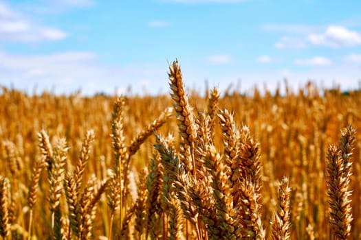 the basic unit of a grass flower, consisting of two glumes or outer bracts at the base and one or more florets above.A wheat field with large spikelets in the foreground and a light blue sky.