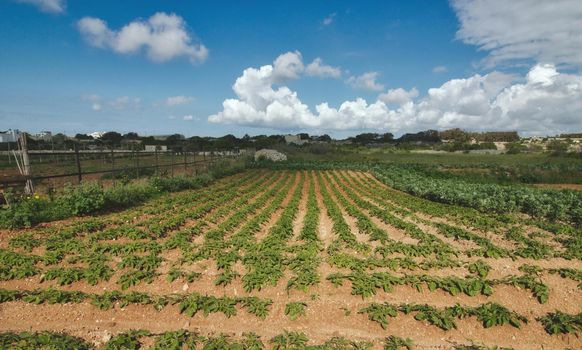 Farmer's field growing crops sowed in rows