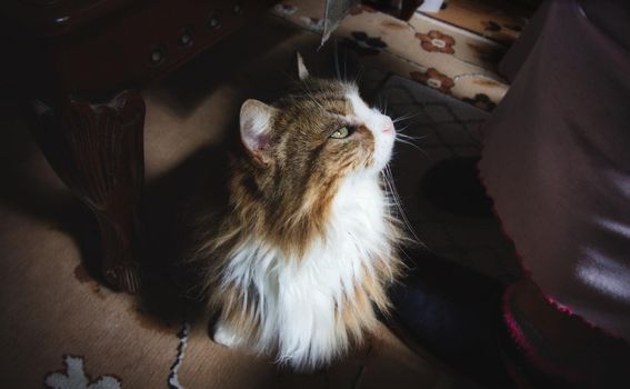 Domestic long haired cat on the carpet looking up at owner