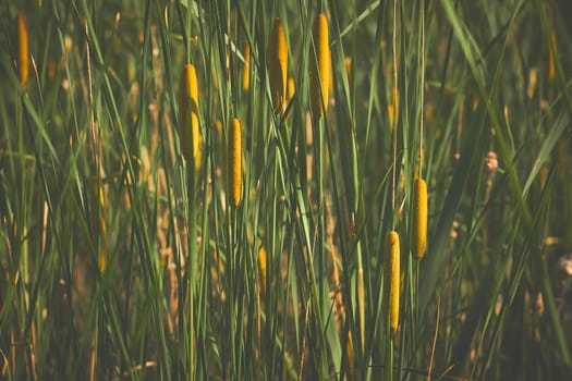 a tall, slender-leaved plant of the grass family, which grows in water or on marshy ground. Summer reeds on the pond in sunny warm day.